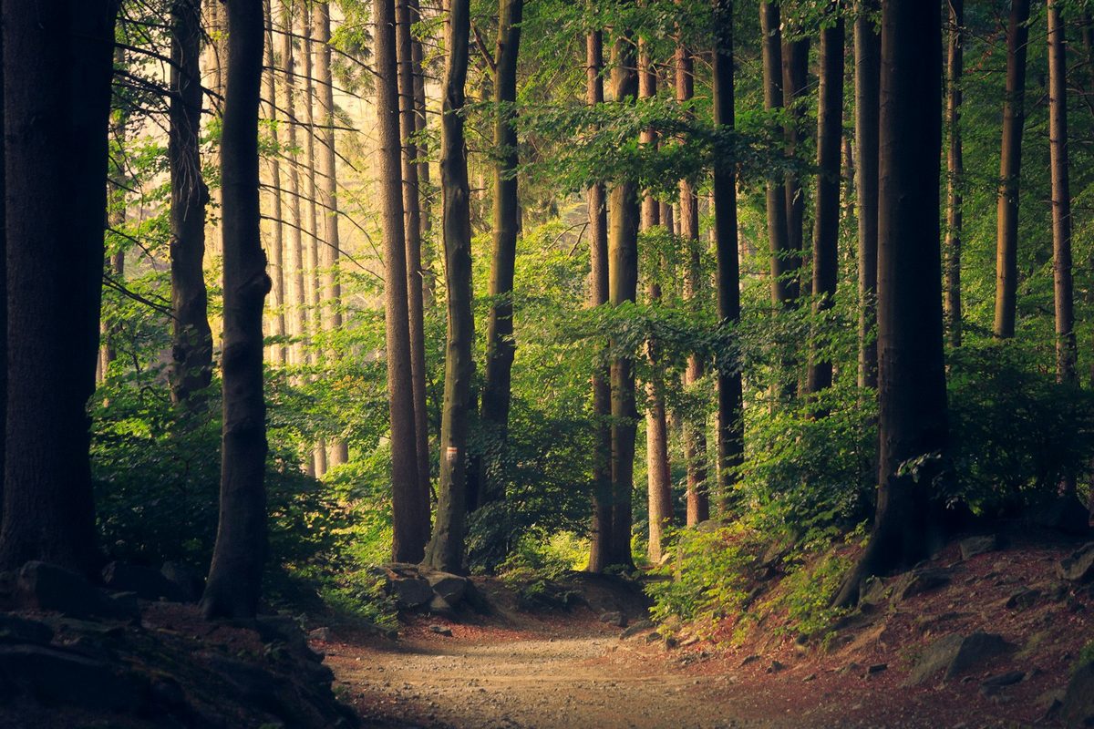 Sonniger Weg durch den Wald